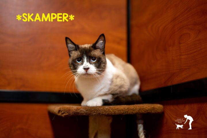 Skampy, an adoptable Snowshoe & Domestic Short Hair Mix in Centerville, UT_image-1