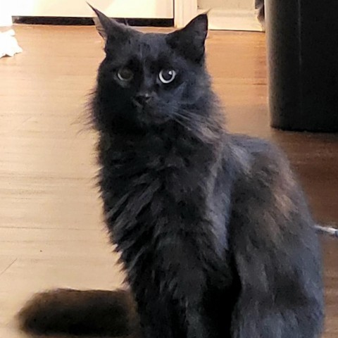 CHARLIE