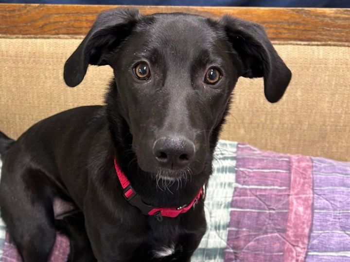 Semi, an adoptable Border Collie & Black Mouth Cur Mix in Republic, WA_image-1