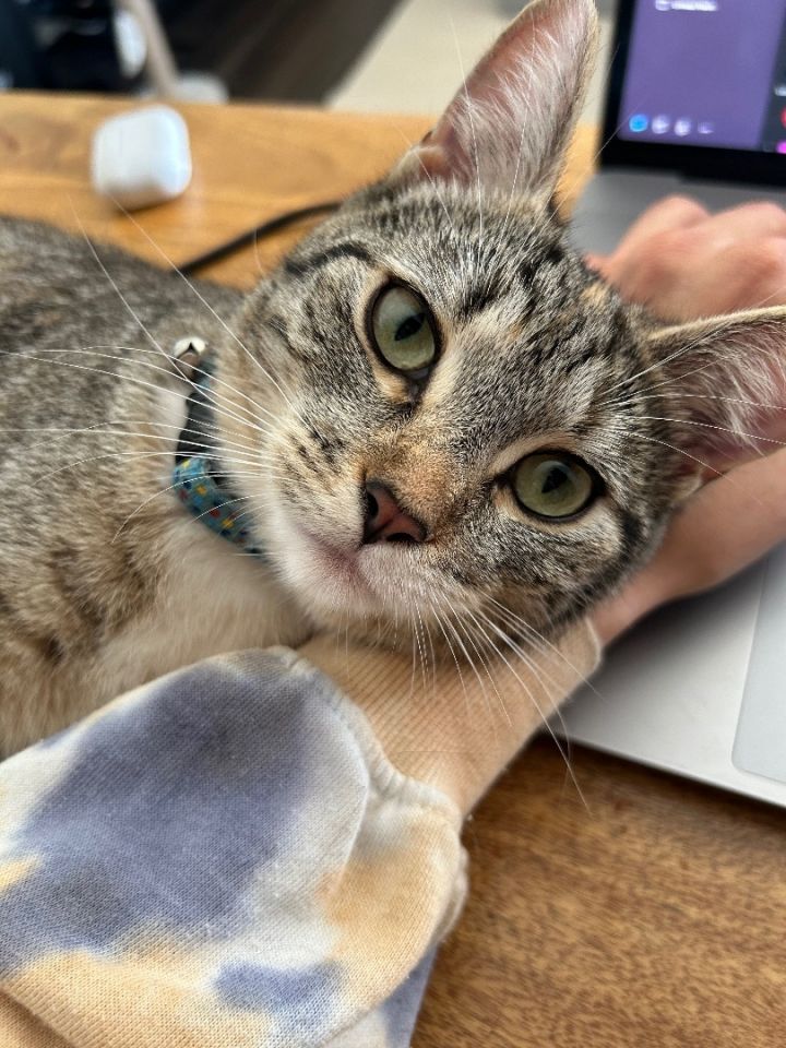 Peppercorn & Nala 3