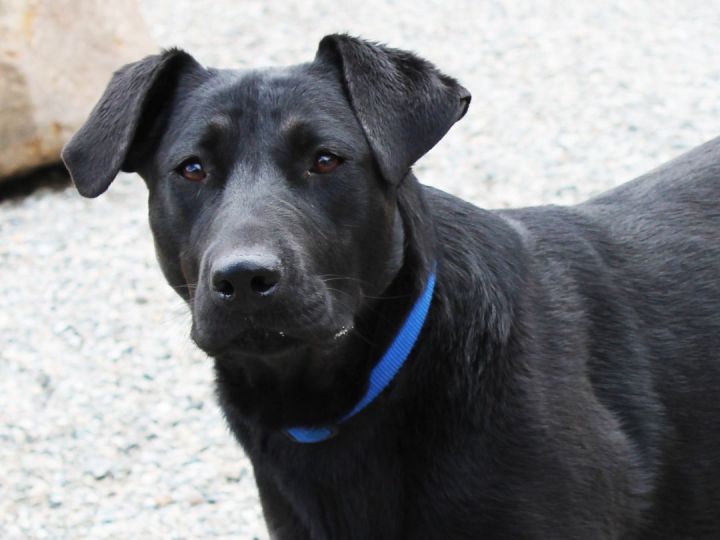 Bailey, an adoptable Black Labrador Retriever Mix in Republic, WA_image-1
