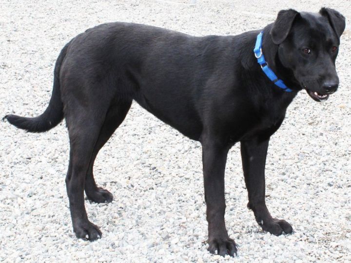 Bailey, an adoptable Black Labrador Retriever Mix in Republic, WA_image-2