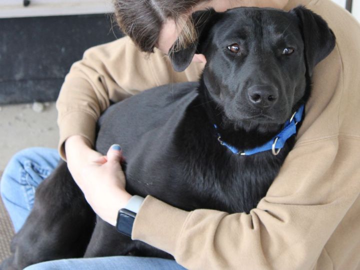 Bailey, an adoptable Black Labrador Retriever Mix in Republic, WA_image-3