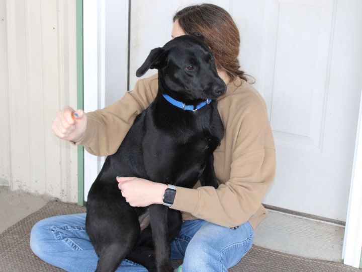 Bailey, an adoptable Black Labrador Retriever Mix in Republic, WA_image-5