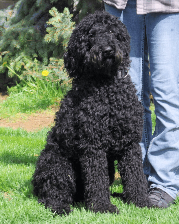ANDIE, an adoptable Standard Poodle in Kuna, ID_image-2