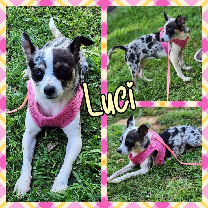 Luci, an adoptable Chihuahua Mix in Grand Bay, AL_image-1