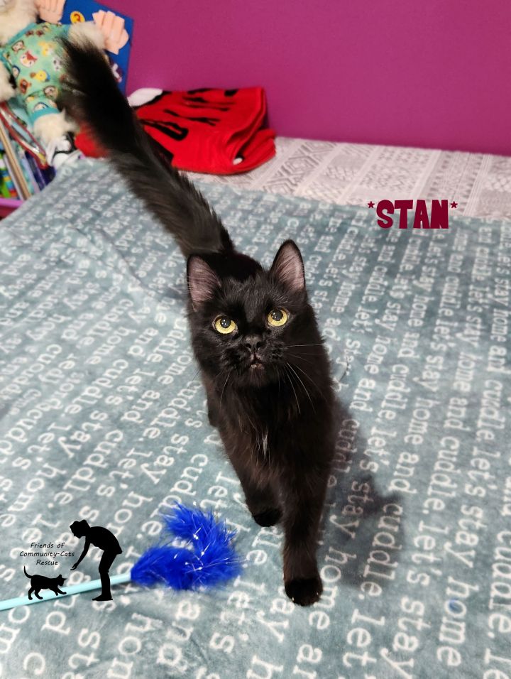Stan, an adoptable Domestic Long Hair in Centerville, UT_image-1