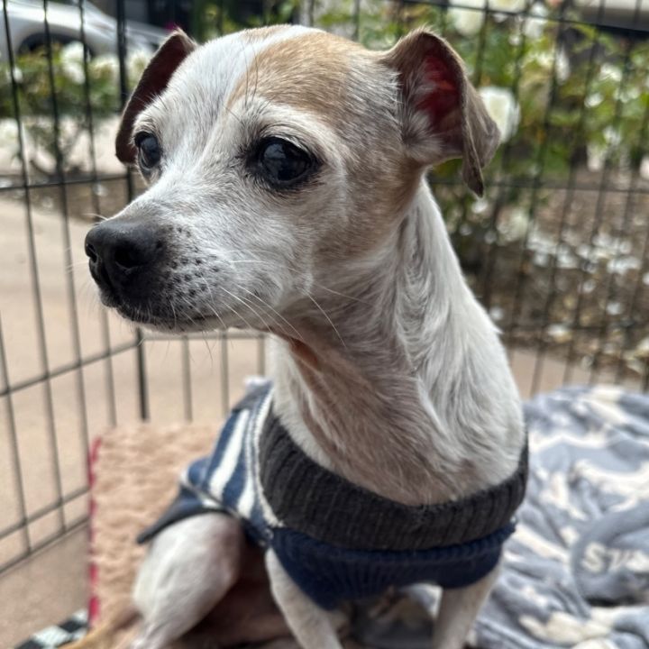 Tito, an adoptable Parson Russell Terrier in Newport Beach, CA_image-2