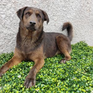 Oso