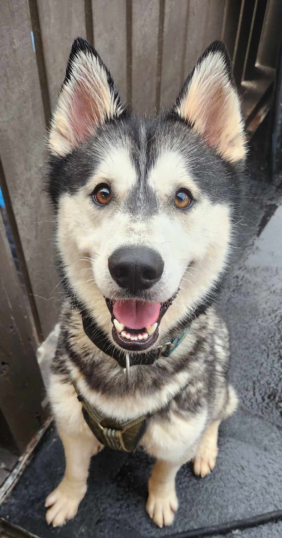 Husky petfinder hot sale