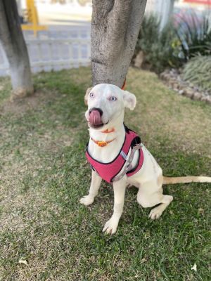 Name Charolotte Age 18 mo as of 101822 Gender Female Weight 25lb Breed LabDalmation Mix Go