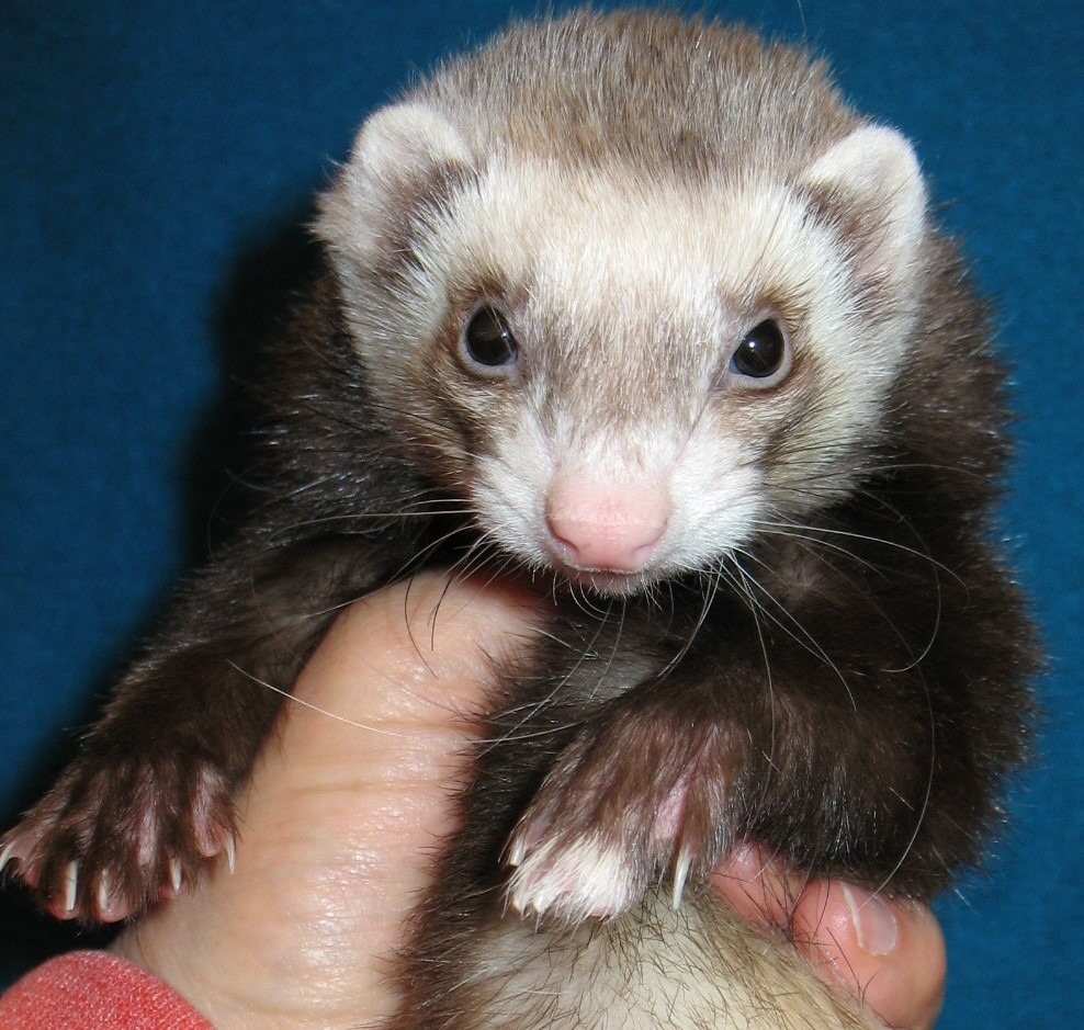 Ferret for adoption Penelope, a Ferret in Lyons, IL Petfinder