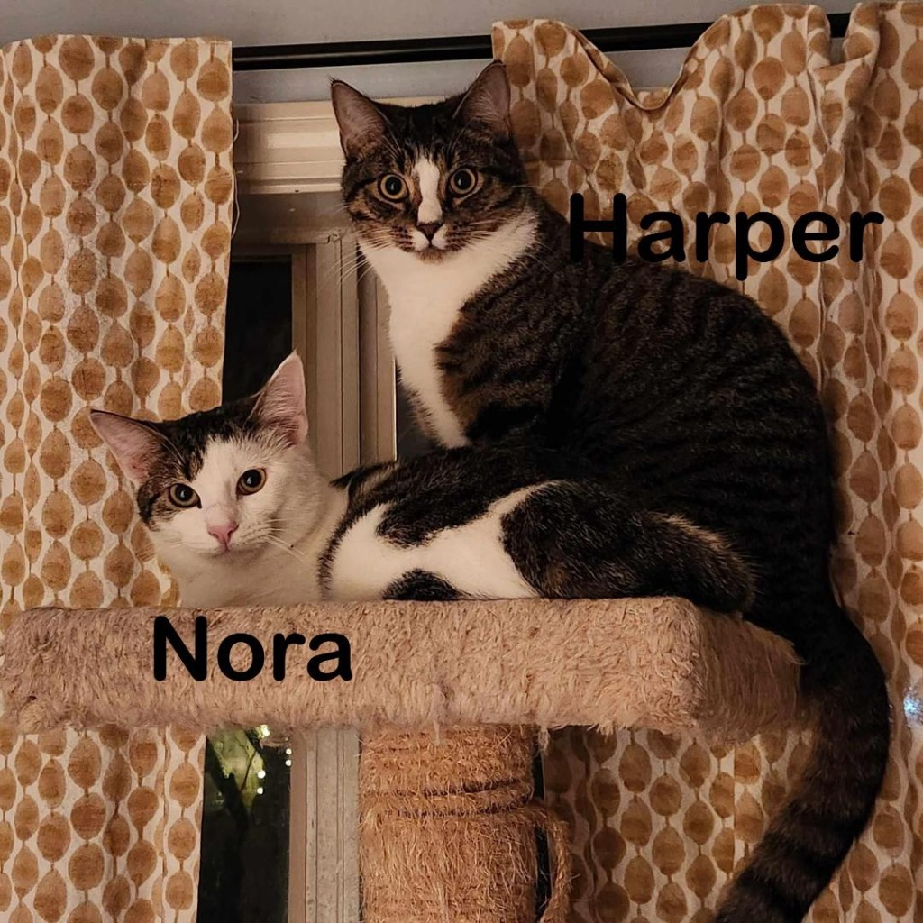 Nora, an adoptable Domestic Short Hair in Hoover , AL, 35226 | Photo Image 1