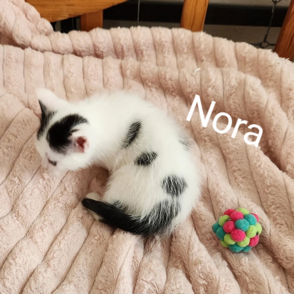 Nora, an adoptable Domestic Short Hair in Hoover , AL, 35226 | Photo Image 2