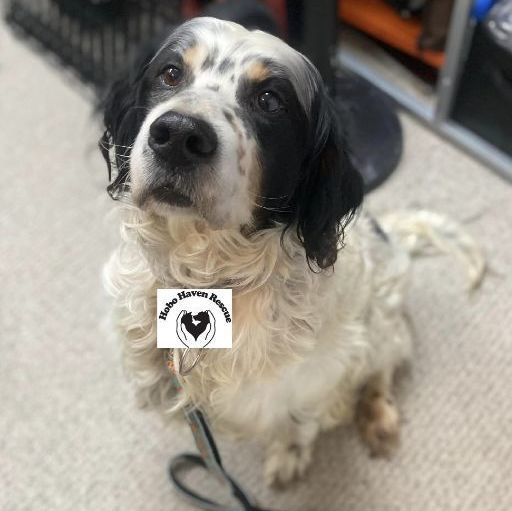 Falkor, an adoptable English Setter in ST JACOBS, ON_image-1