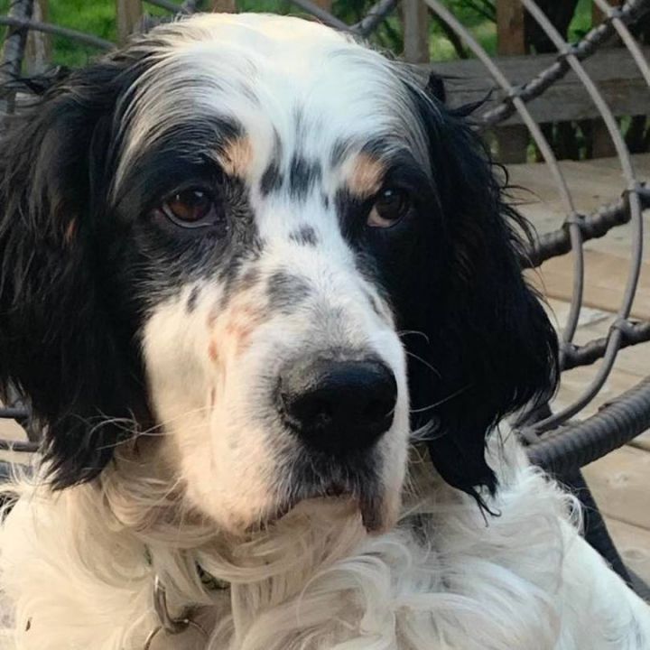 Falkor, an adoptable English Setter in ST JACOBS, ON_image-2