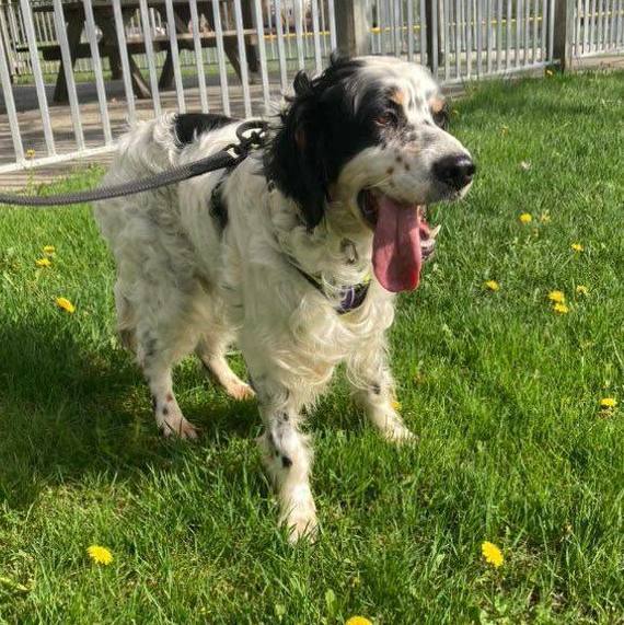 Falkor, an adoptable English Setter in ST JACOBS, ON_image-3