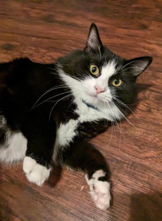 Cat for adoption Buttons, a Domestic Long Hair & Tuxedo Mix in