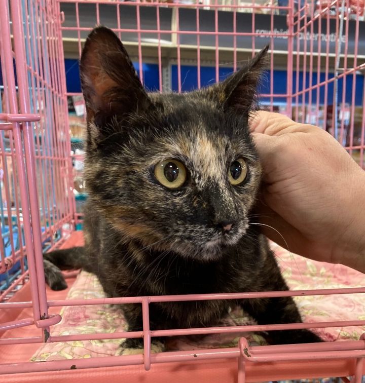 Cat For Adoption Anne A Tortoiseshell In Oklahoma City Ok Petfinder