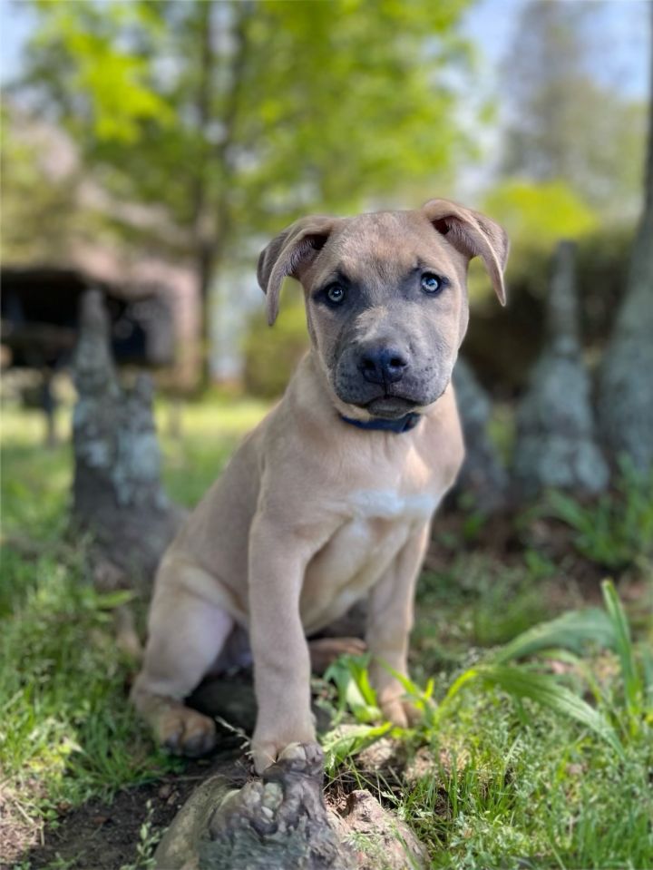 Huck  1