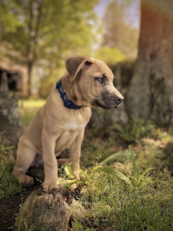 Huck  3