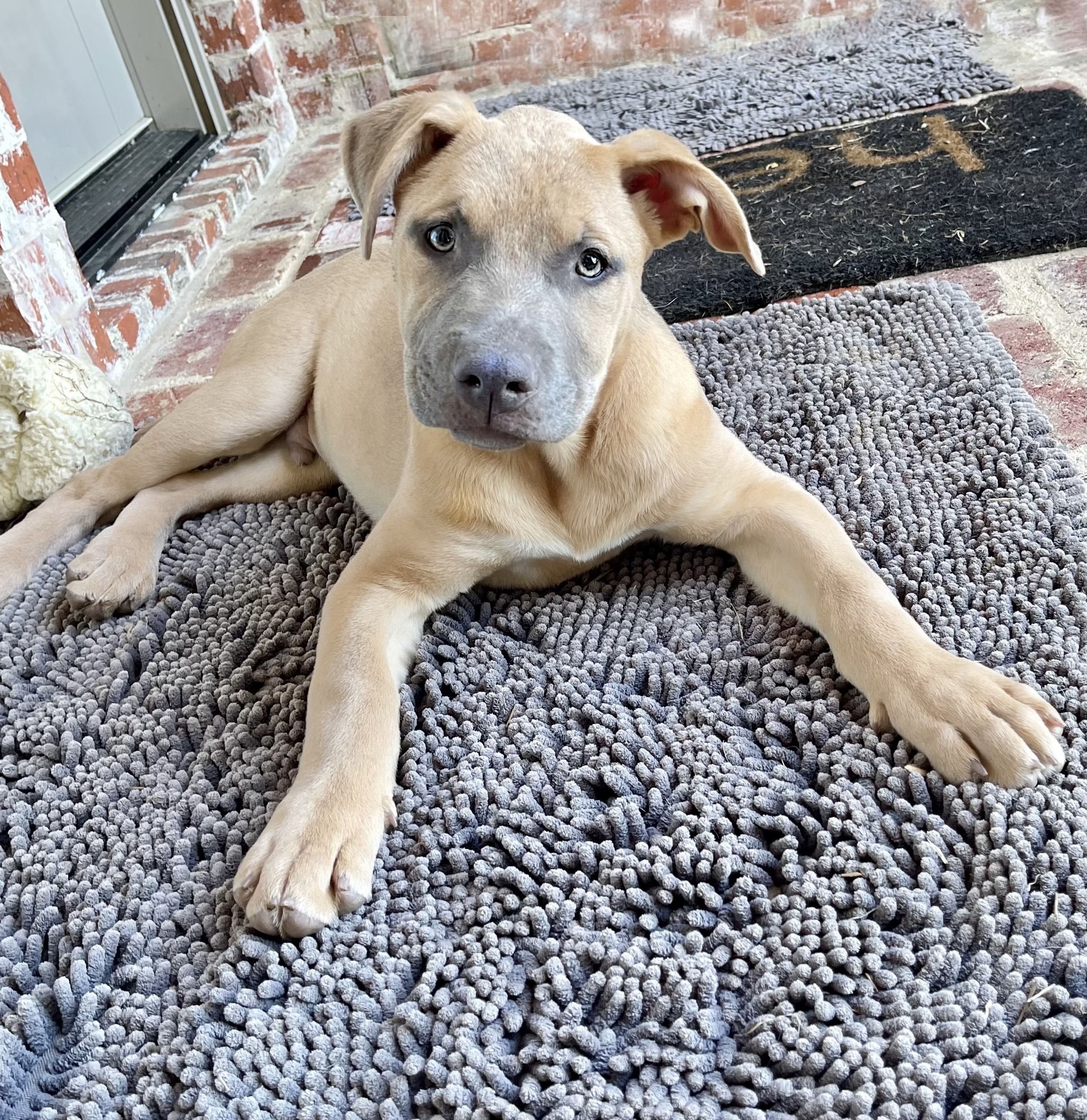 Huck