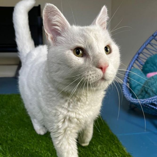 Snowball