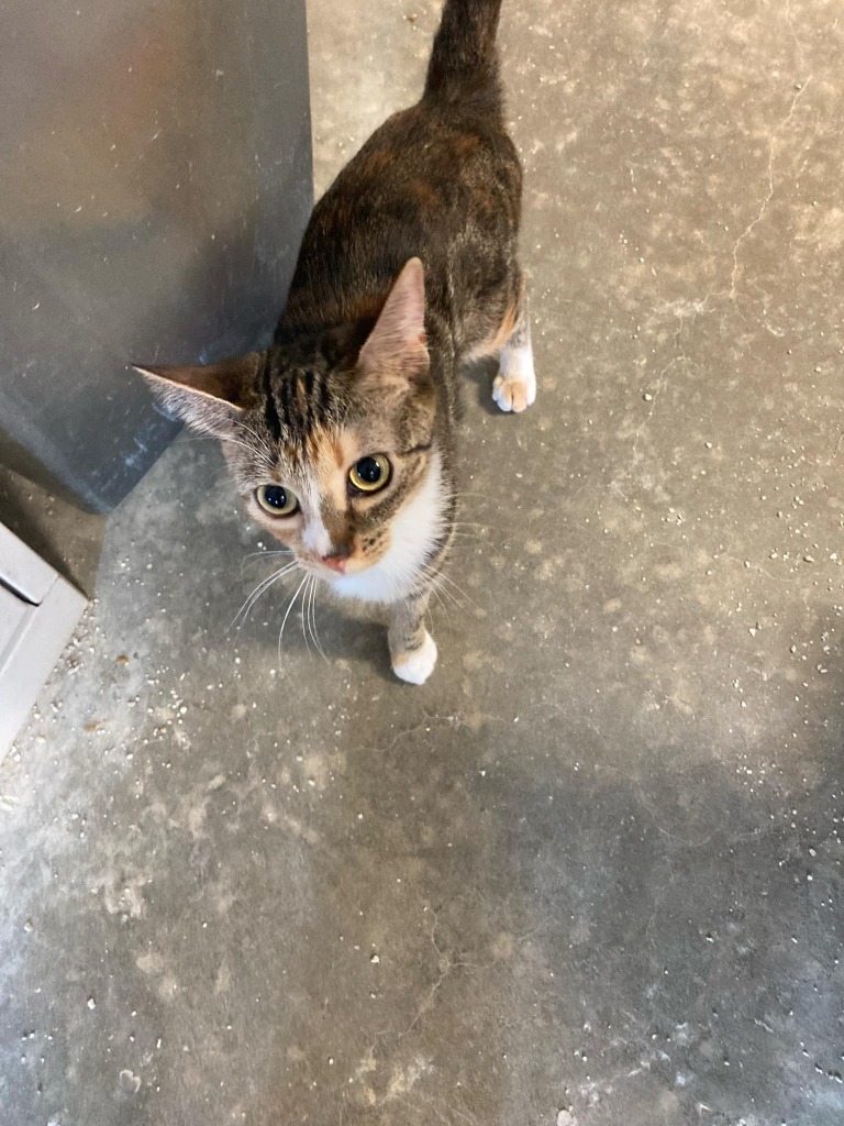 Autumn, an adoptable Calico in Darlington, SC, 29532 | Photo Image 1