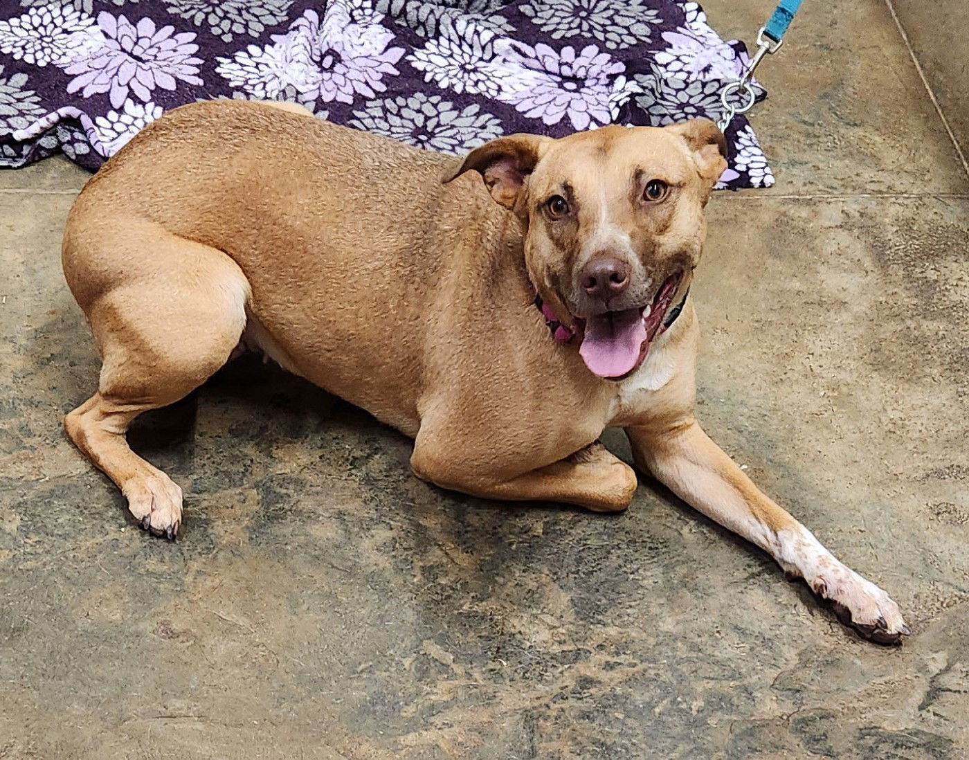 Talia, an adoptable Shepherd, Terrier in Clinton, OK, 73601 | Photo Image 1