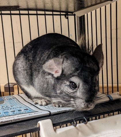 Squirtle, an adoptable Chinchilla in Bellingham, WA_image-2