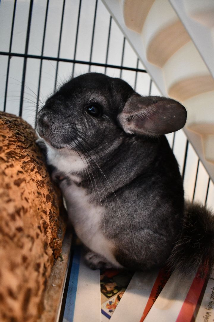 Squirtle, an adoptable Chinchilla in Bellingham, WA_image-3