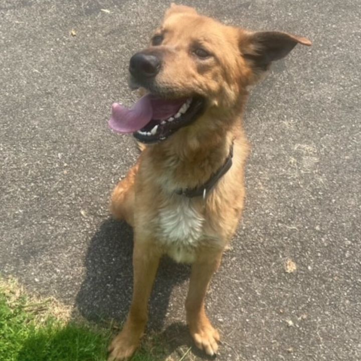 Brutus, an adoptable German Shepherd Dog Mix in Waynesburg, PA_image-4