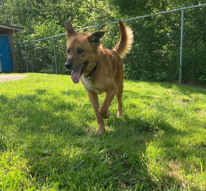 Brutus, an adoptable German Shepherd Dog Mix in Waynesburg, PA_image-6