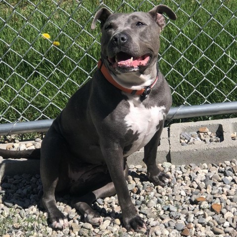 Brie, an adoptable Mixed Breed in Ponderay, ID, 83852 | Photo Image 1