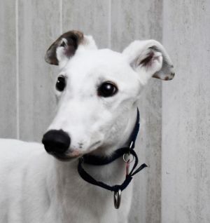 Dog for adoption Pa a Greyhound in Ware MA Petfinder