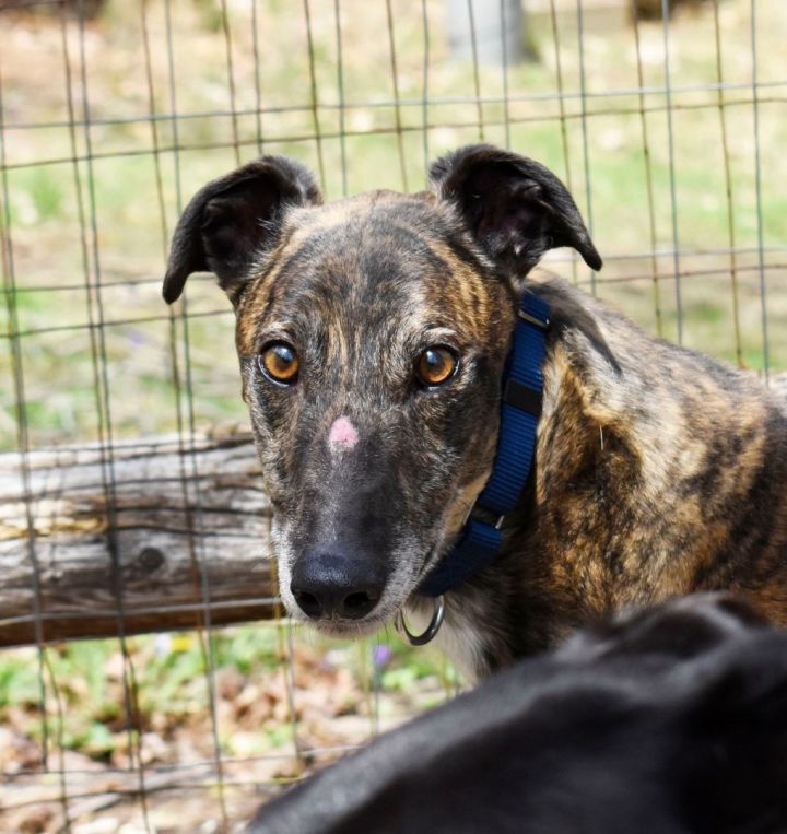 Dog for adoption - Wonder, a Greyhound in Ware, MA | Petfinder