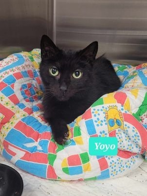 Yoyo-Sponsored