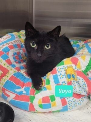Yoyo-Sponsored, Adult Male unknown