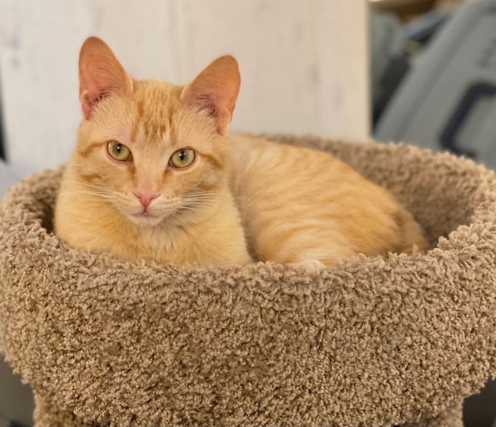 Cat for adoption Corbin, a Domestic Short Hair in Goshen, IN Petfinder