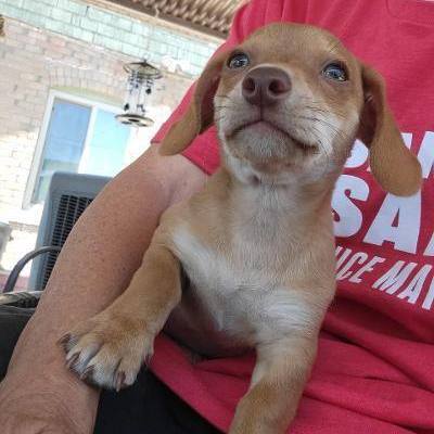 Tig, an adoptable Dachshund & Chihuahua Mix in Phoenix, AZ_image-3