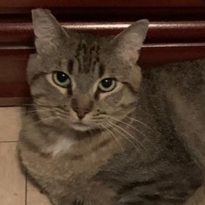Obi-Juan Kenobi Domestic Short Hair Cat