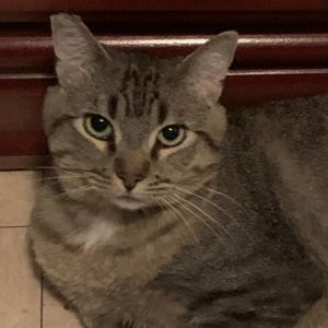 Hi My name is Obi I am timid because I lived on the street my whole life When Stray Cat