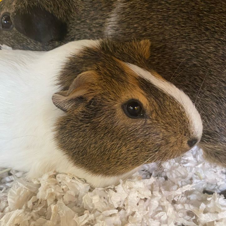 Goose & Turkey, an adopted Guinea Pig in Burlingame, CA_image-2