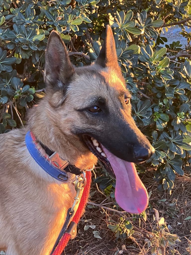 Brinkley, an adoptable Belgian Shepherd / Malinois in Vancouver, WA, 98686 | Photo Image 2
