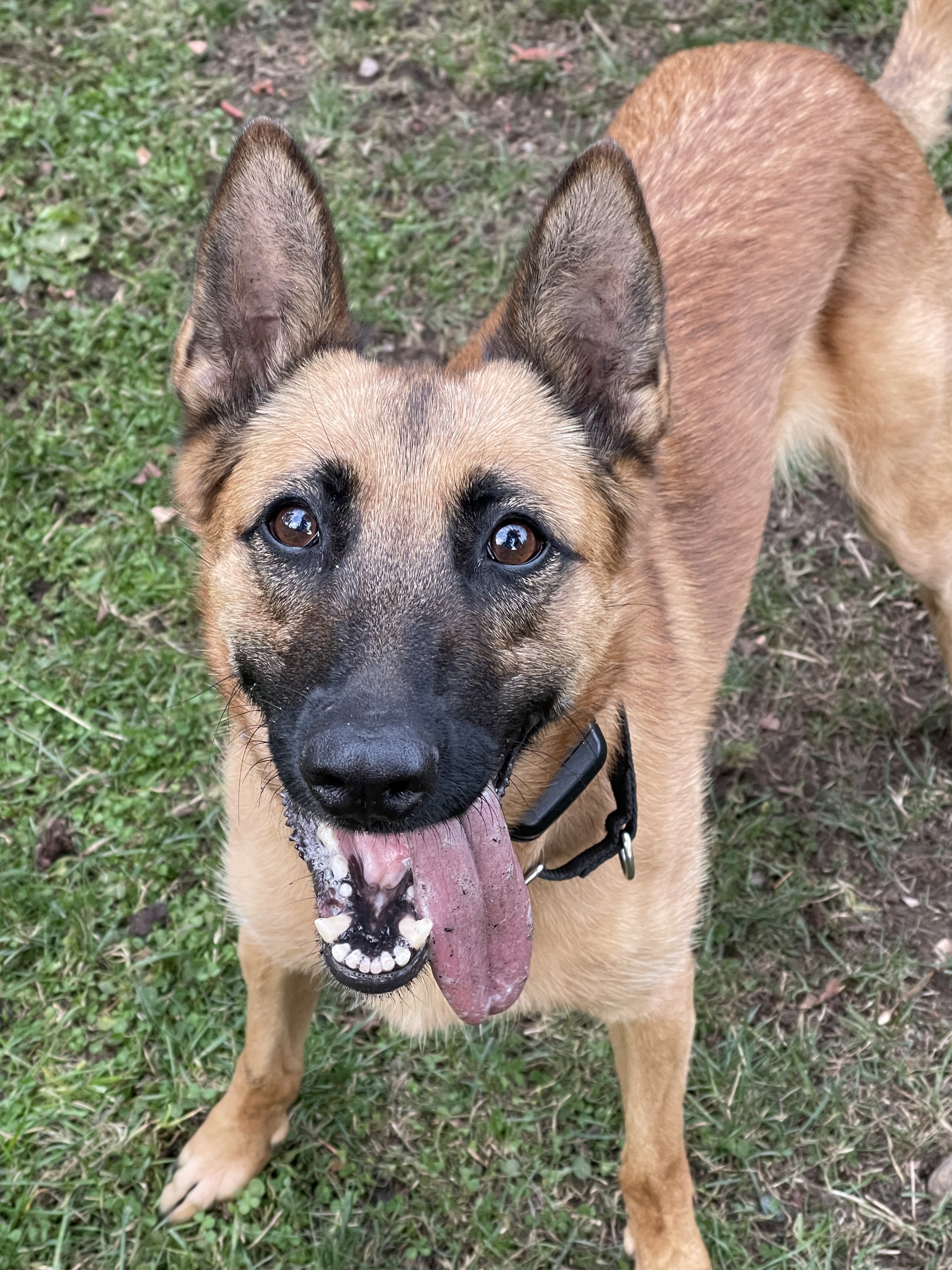Brinkley, an adoptable Belgian Shepherd / Malinois in Vancouver, WA, 98686 | Photo Image 2