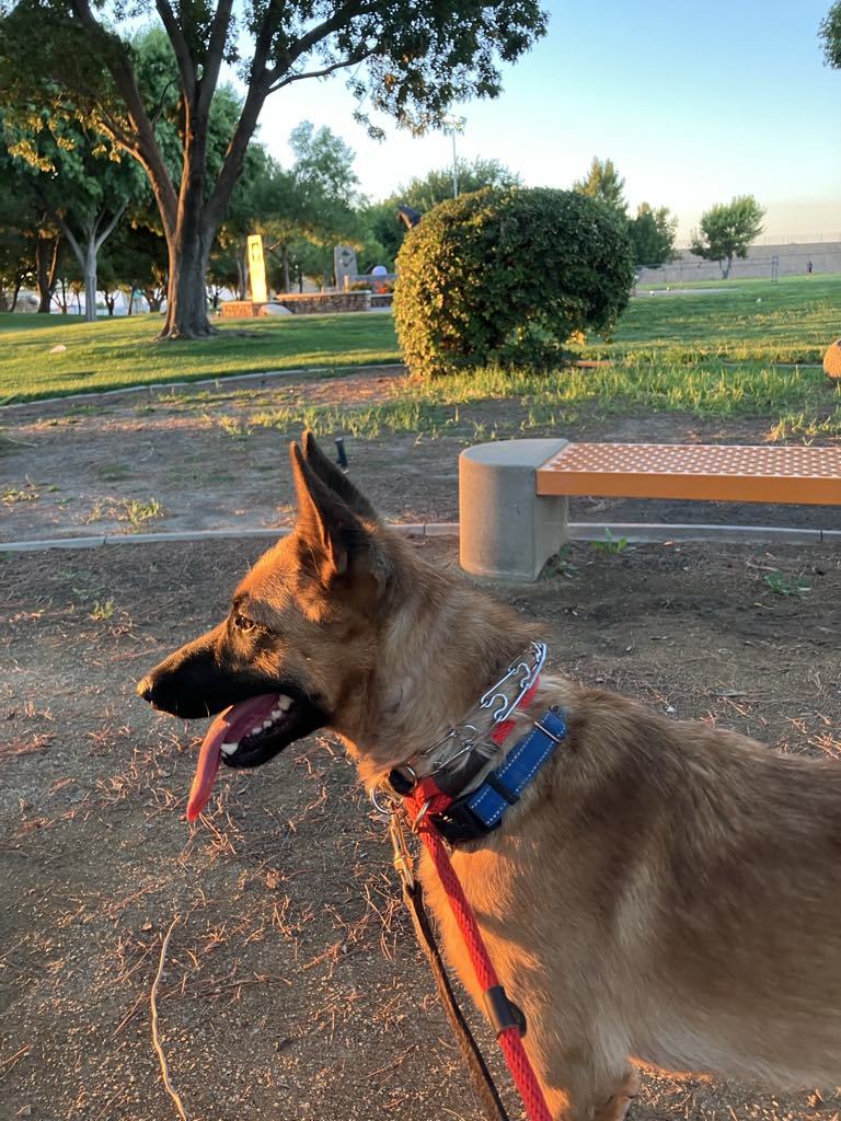 Brinkley, an adoptable Belgian Shepherd / Malinois in Vancouver, WA, 98686 | Photo Image 2