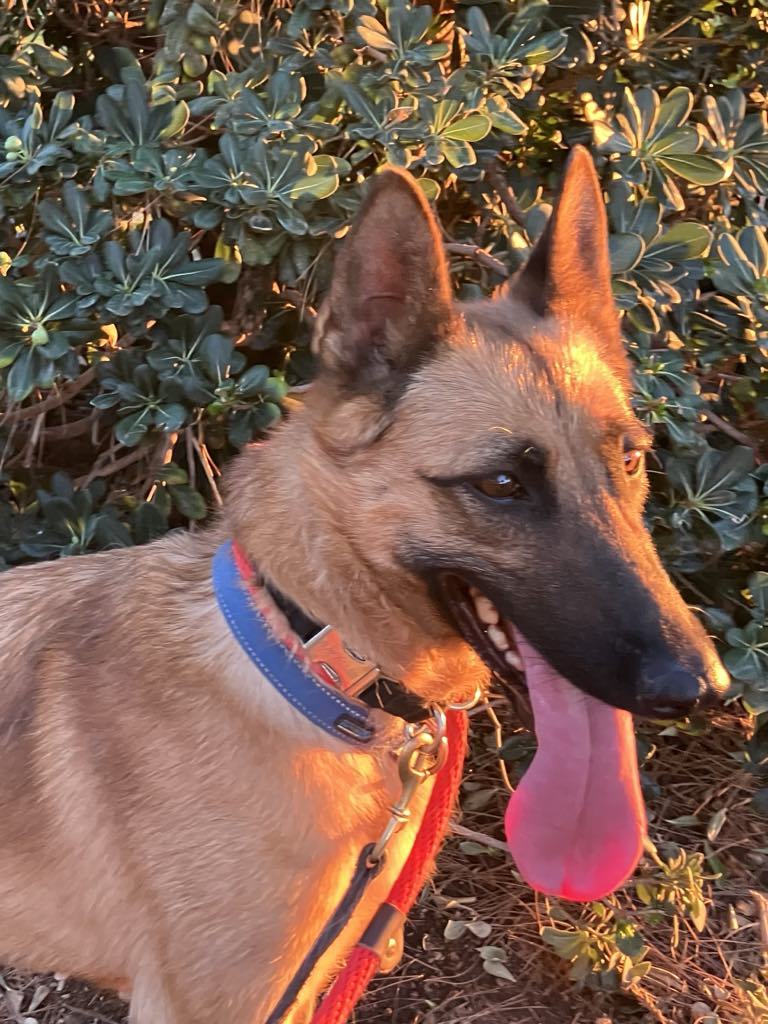 Brinkley, an adoptable Belgian Shepherd / Malinois in Vancouver, WA, 98686 | Photo Image 3