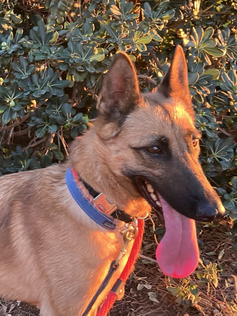 Brinkley, an adoptable Belgian Shepherd / Malinois in Vancouver, WA, 98686 | Photo Image 6