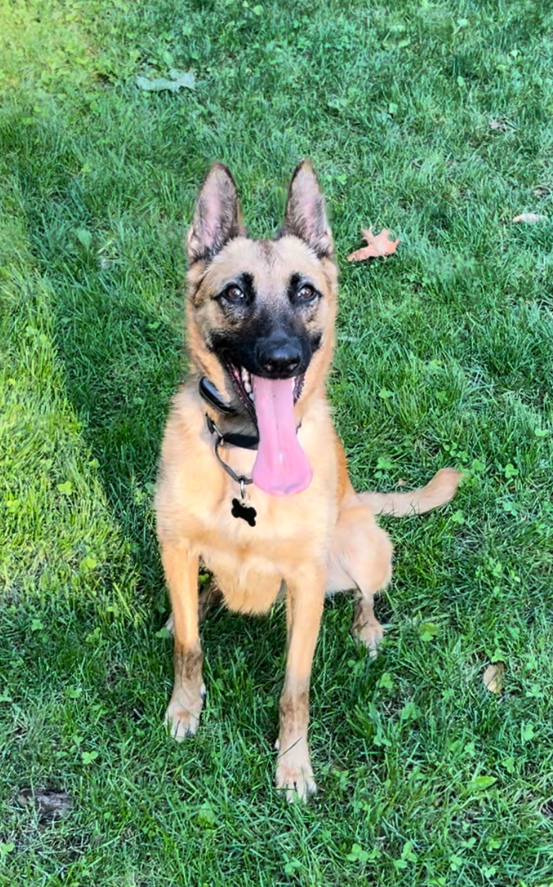 Brinkley, an adoptable Belgian Shepherd / Malinois in Vancouver, WA, 98686 | Photo Image 4