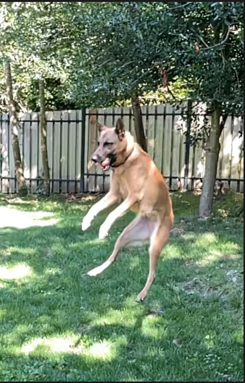 Brinkley, an adoptable Belgian Shepherd / Malinois in Vancouver, WA, 98686 | Photo Image 5